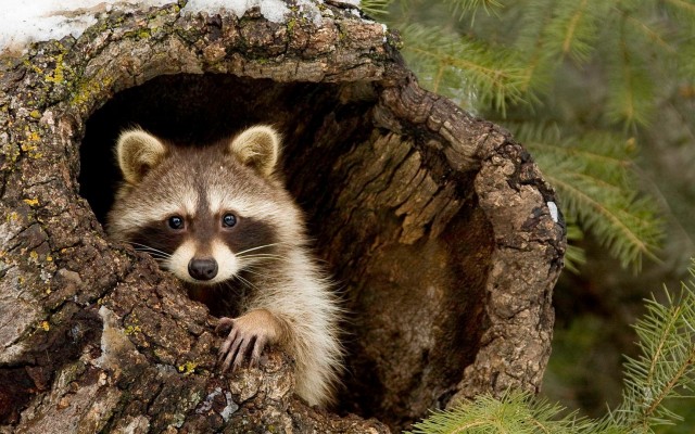 Animals. Desktop wallpaper