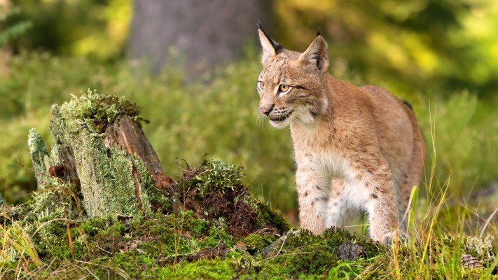 Animals. Desktop wallpaper