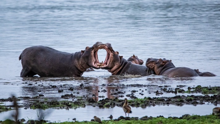 Animals. Desktop wallpaper