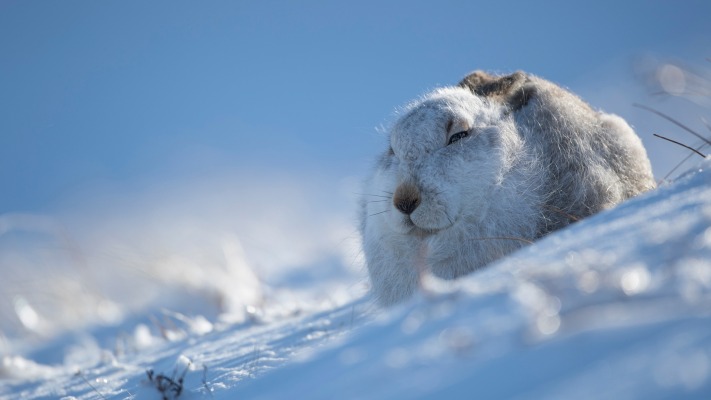 Animals. Desktop wallpaper