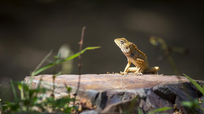 Animals. Desktop wallpaper