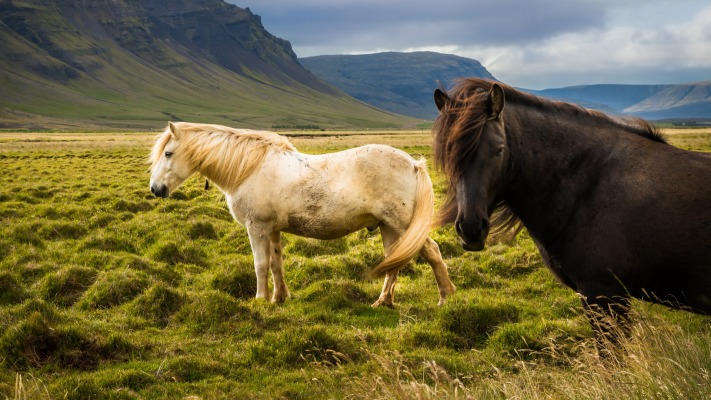 Animals. Desktop wallpaper