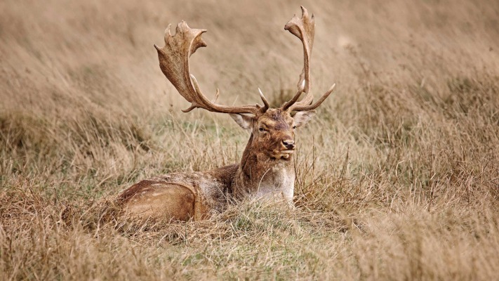 Animals. Desktop wallpaper