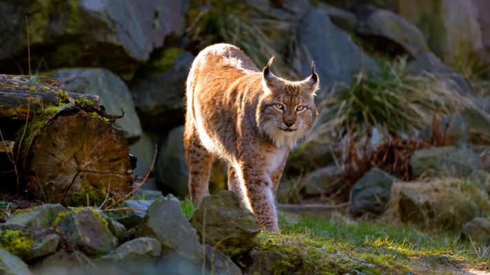 Animals. Desktop wallpaper