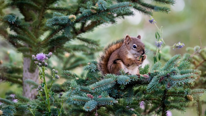 Animals. Desktop wallpaper