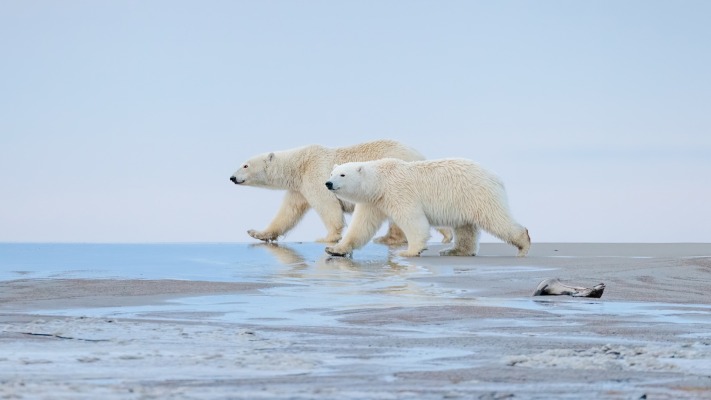 Animals. Desktop wallpaper