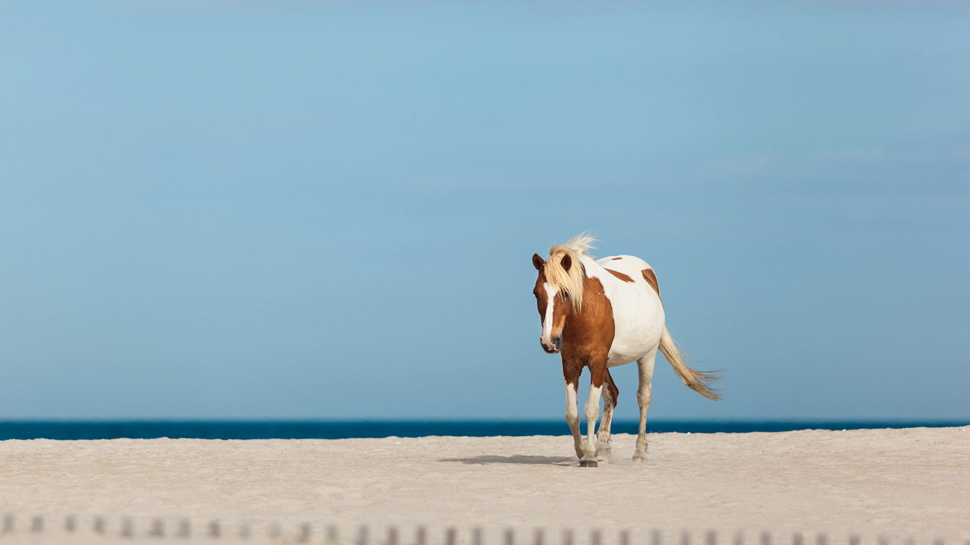 Белая лошадь на берегу моря