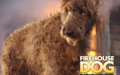 Desktop wallpaper. Firehouse Dog. ID:23163
