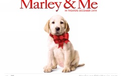 Desktop image. Marley & Me. ID:24262