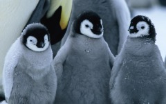 Desktop wallpaper. March of the Penguins. ID:4346