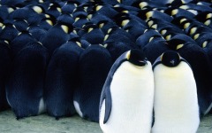 Desktop wallpaper. March of the Penguins. ID:4347
