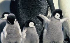 Desktop wallpaper. March of the Penguins. ID:4348