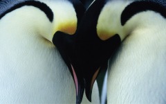 Desktop wallpaper. March of the Penguins. ID:4350
