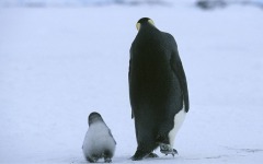 Desktop wallpaper. March of the Penguins. ID:4351