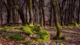 Desktop image. Nature. ID:164684