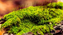 Desktop image. Nature. ID:166091