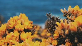 Desktop image. Nature. ID:166099