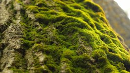 Desktop image. Nature. ID:167149