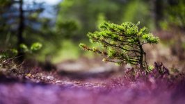 Desktop image. Nature. ID:167727