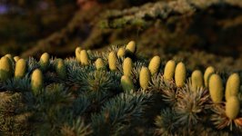 Desktop image. Nature. ID:168262