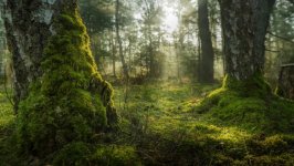 Desktop image. Nature. ID:168630