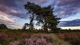 Desktop image. Nature. ID:168699