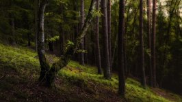 Desktop image. Nature. ID:169683
