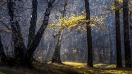 Desktop image. Nature. ID:169730