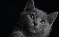 Desktop image. Cats. ID:41936