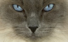 Desktop image. Cats. ID:41973