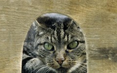Desktop image. Cats. ID:41982
