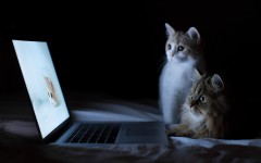 Desktop image. Cats. ID:42055