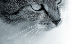 Desktop wallpaper. Cats. ID:42120