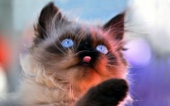 Desktop image. Cats. ID:42154