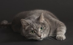 Desktop image. Cats. ID:42156
