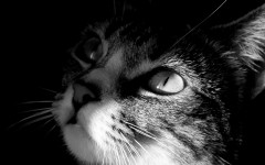 Desktop image. Cats. ID:42172