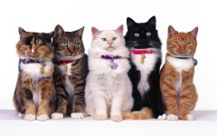 Desktop image. Cats. ID:42203