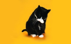 Desktop image. Cats. ID:42209