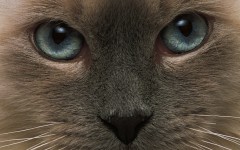 Desktop image. Cats. ID:42234