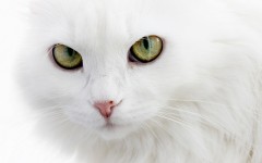 Desktop image. Cats. ID:42244