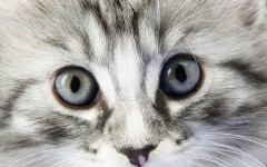 Desktop image. Cats. ID:42276