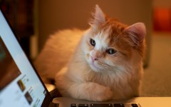 Desktop image. Cats. ID:42278