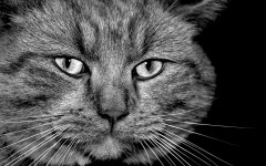 Desktop image. Cats. ID:42315