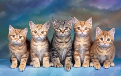 Desktop wallpaper. Cats. ID:42372