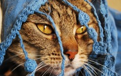 Desktop image. Cats. ID:42454