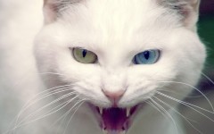 Desktop image. Cats. ID:42456
