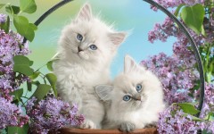 Desktop wallpaper. Cats. ID:42486