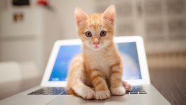 Desktop image. Cats. ID:95196