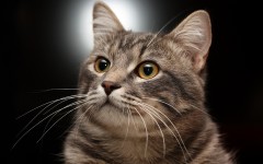 Desktop image. Cats. ID:42517
