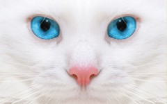 Desktop image. Cats. ID:42546